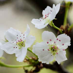 两峰夹小溪地湿又无泥的用法
